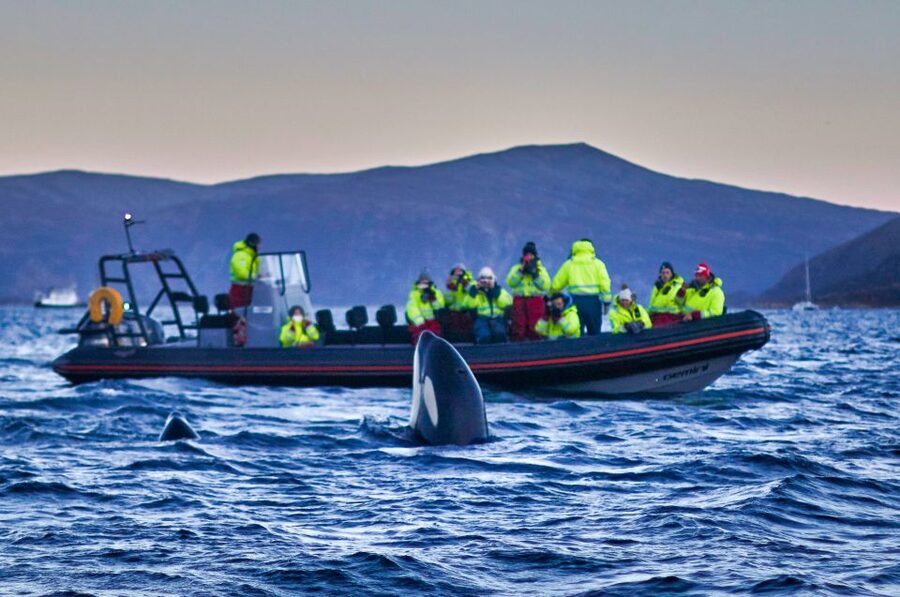 Bleik: Whale Watching by Speedboat with Puffins and Muffins - Searching for sperm whales, orcas, and pilot whales