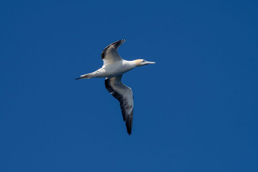 Bleik: Whale Watching by Speedboat with Puffins and Muffins - Puffin cliffs and the wider bird life