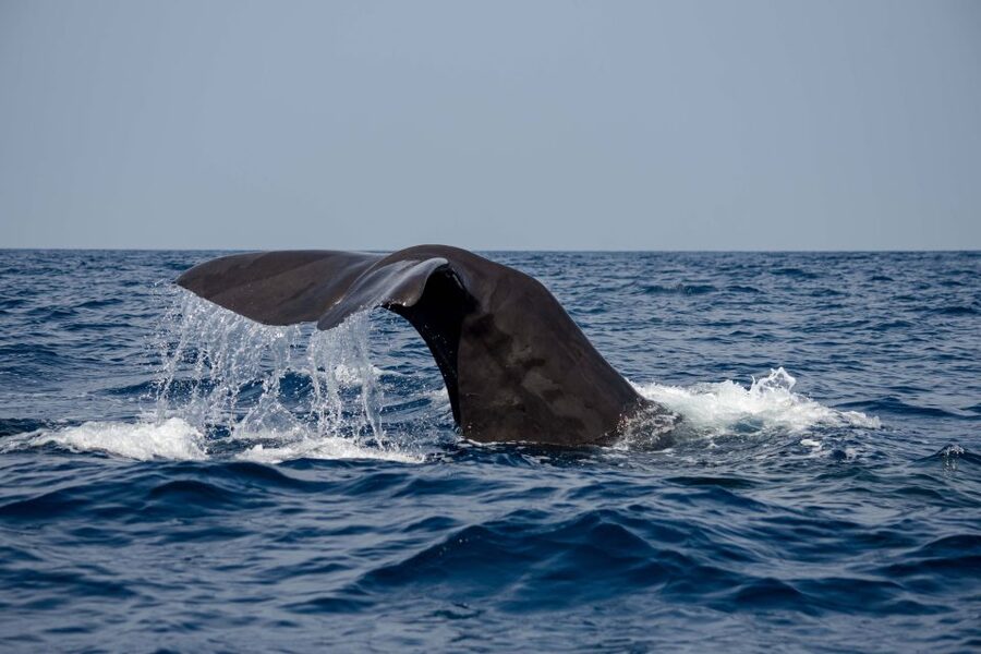 Bleik: Whale Watching by Speedboat with Puffins and Muffins - How the timing changes the experience