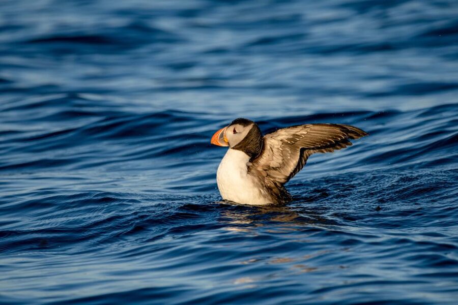 Bleik: Whale Watching by Speedboat with Puffins and Muffins - What $199 includes, and what it does not