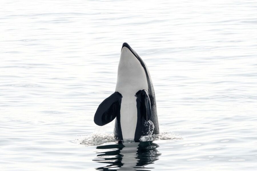 Bleik: Whale Watching by Speedboat with Puffins and Muffins - What happens at Bleik Marina