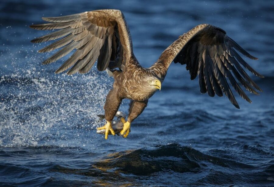 Bodø: Saltstraumen Sea Eagle Trip by RIB - Booking details worth knowing