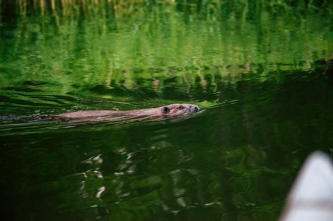Canoe adventure in Stockholm Archipelago - What the three and a half hours feel like