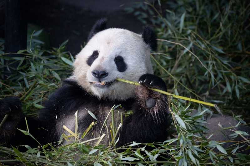 Copenhagen: Copenhagen Zoo Entry Ticket - The panda house is one of the main reasons to visit