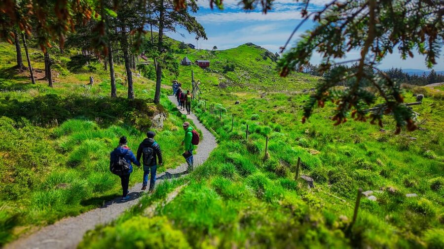 Discover Haugesund and visit a local mountain farmer - Why Kringsjå farm is the main event