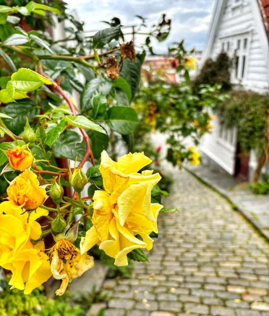 Discover Private+ Stavanger Guided City Tour - Seeing Stavanger through a local guide