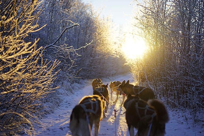 Dog Sled Tour and Husky Cuddles - Learning to handle a team of huskies