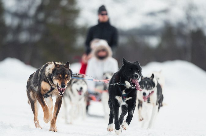 Dog Sled Tour and Husky Cuddles - An hour through snowy Arctic scenery