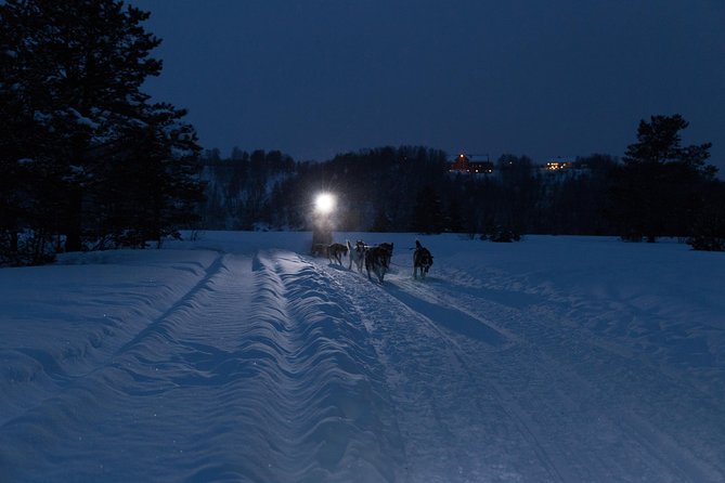 Dog Sled Tour and Husky Cuddles - From Alta Tourist Information to the husky camp