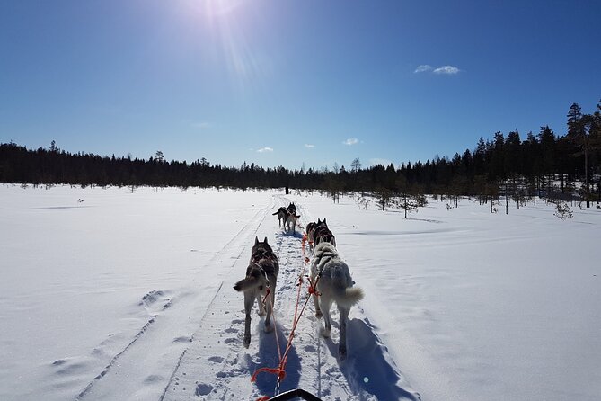 Dogsled Adventure Kiruna - Riding behind the guide