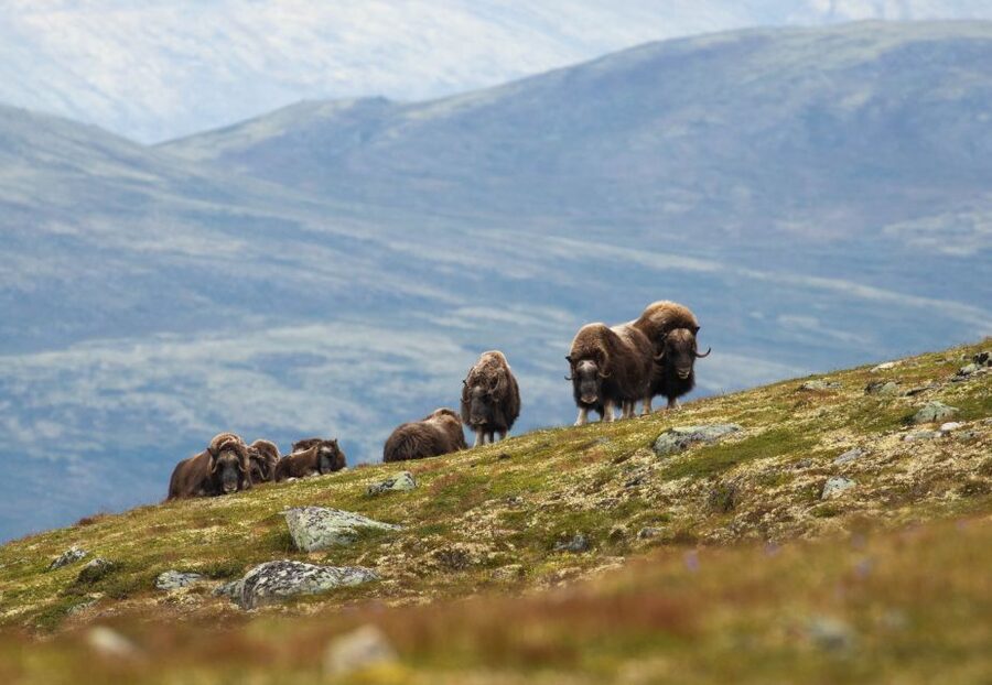 Dovrefjell National Park: Hiking Tour and Musk Ox Safari - Key points before you book