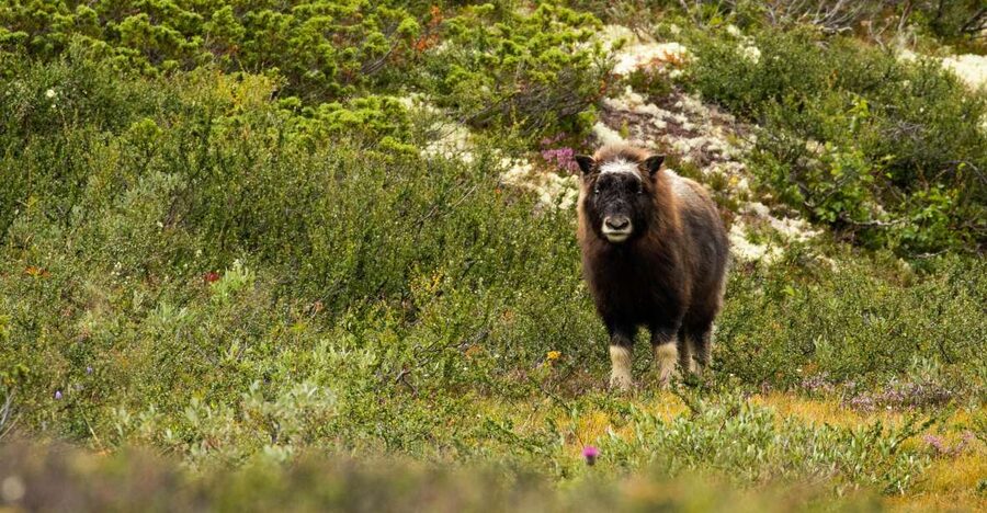 Dovrefjell National Park: Hiking Tour and Musk Ox Safari - Why musk ox make this hike special