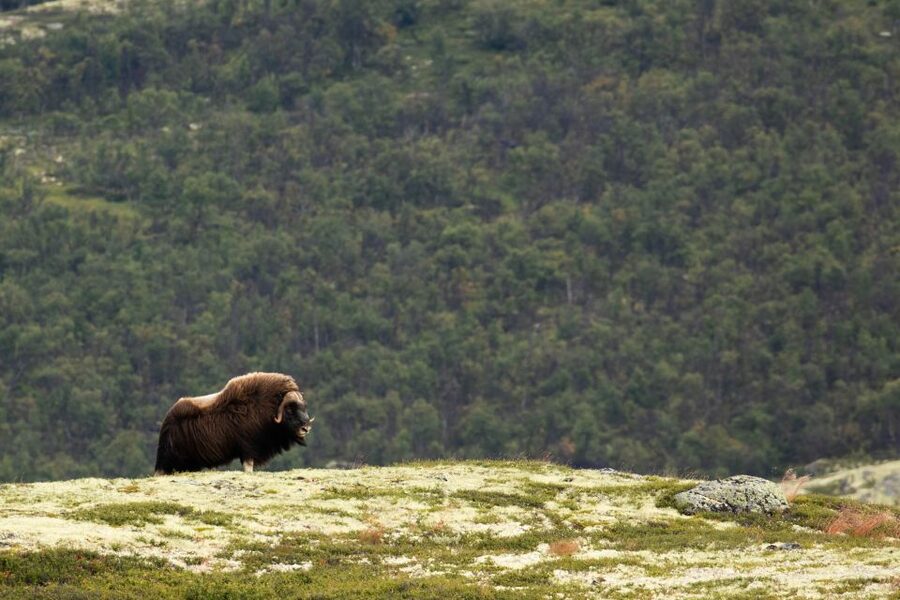 Dovrefjell National Park: Hiking Tour and Musk Ox Safari - What your guide adds to the day