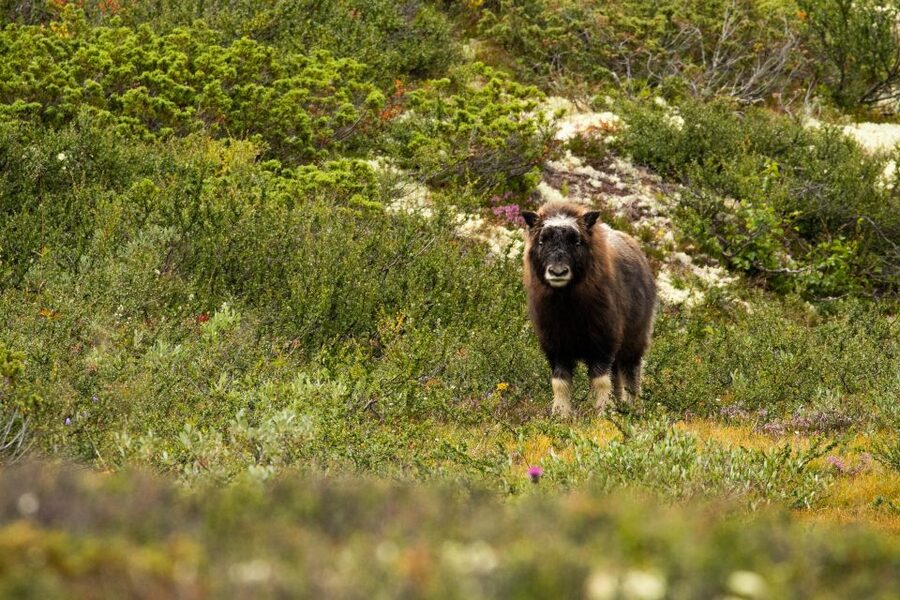 Dovrefjell National Park: Hiking Tour and Musk Ox Safari - A safe encounter with wild animals