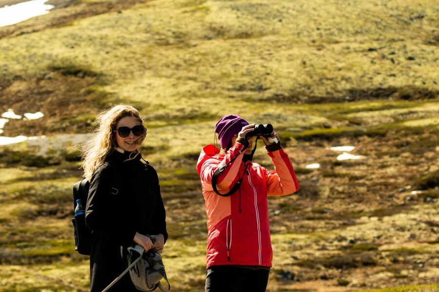 Dovrefjell National Park: Hiking Tour and Musk Ox Safari - Is the $64 price good value?