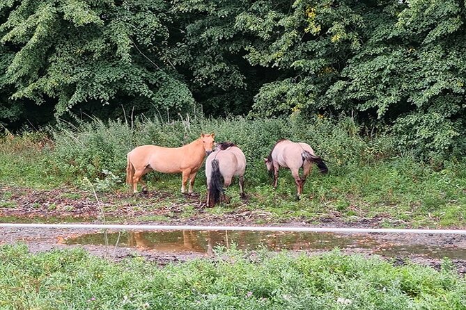 E-biking Northern Forgotten Giants' s Adventure - Little Tilde adds a second reason to keep riding