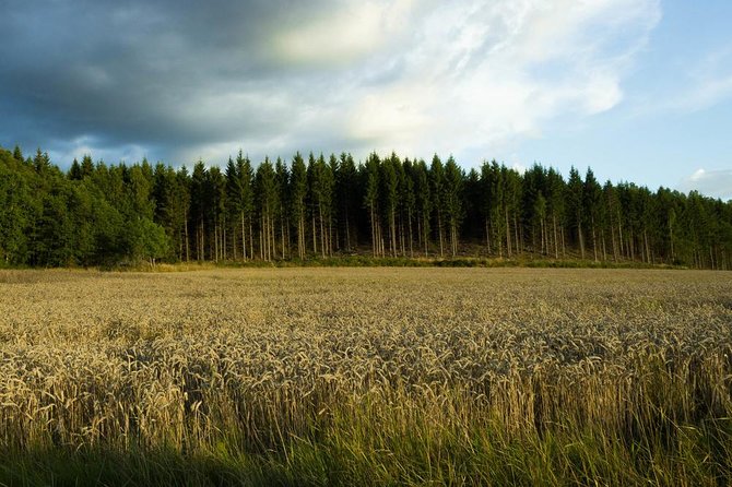 Evening Wildlife Safari from Stockholm - The Fifteen-Minute Forest Walk