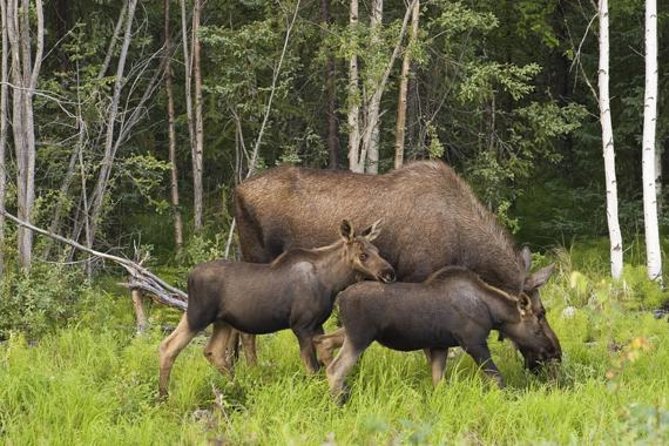 Evening Wildlife Safari from Stockholm - Is $182.36 a Fair Price?