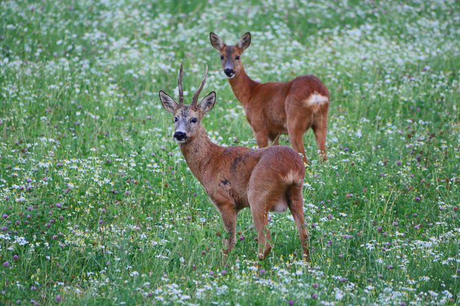 Evening Wildlife Safari from Stockholm - Toilets, Timing, and Other Practical Matters