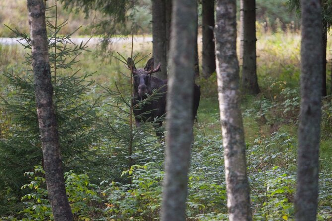 Evening Wildlife Safari Stockholm - What your five hours really include