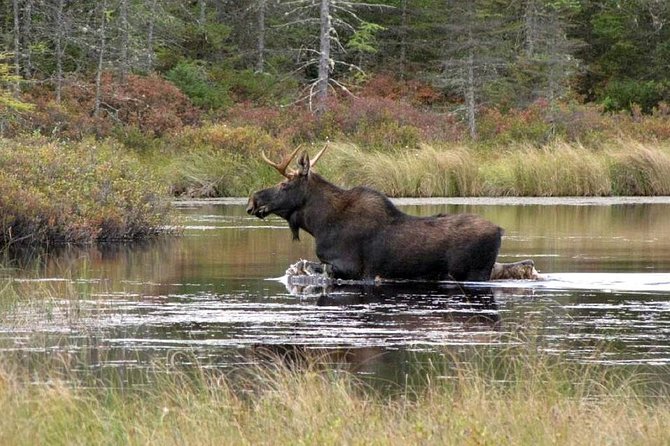 Evening Wildlife Safari Stockholm - Bornsjöns naturreservat: dinner above the lake