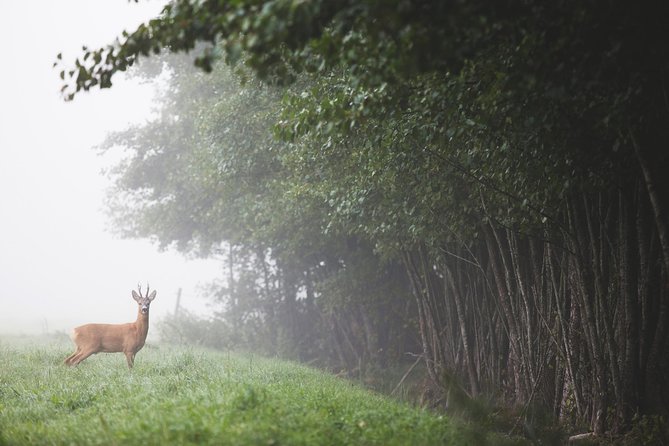 Evening Wildlife Safari with Campfire Dinner from Stockholm - How much value do you get for $166.76?