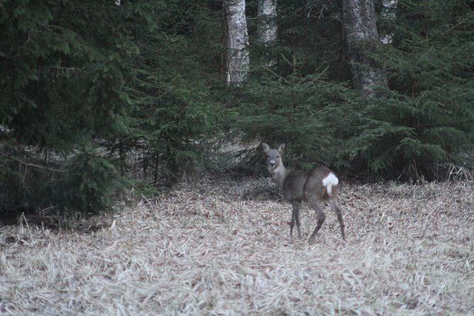 Evening Wildlife Safari with Campfire Dinner from Stockholm - Who will enjoy this Stockholm nature outing?