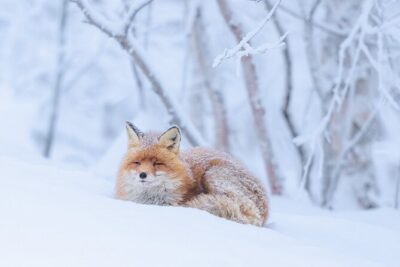 Explore the Norwegian Fjords and the Wildlife From Abisko
