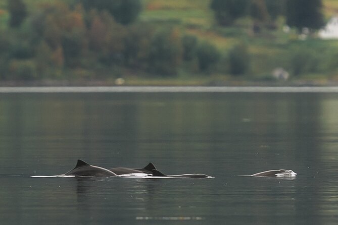 Explore the Norwegian Fjords and the Wildlife From Abisko - The rhythm of a six-hour day