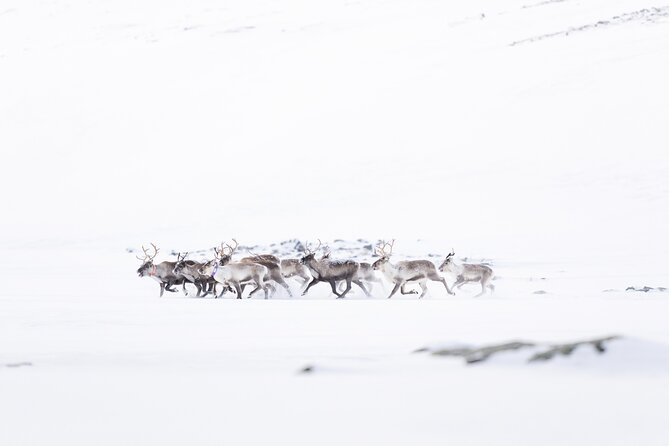 Explore the Norwegian Fjords and the Wildlife From Abisko - Who should book this experience?