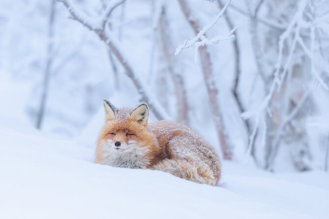Explore the Norwegian Fjords and the Wildlife From Abisko - Wildlife to look for from shore