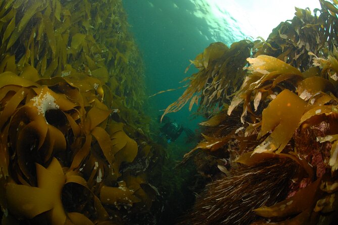 Family Snorkeling Tour - Is $171.21 per person a fair price?