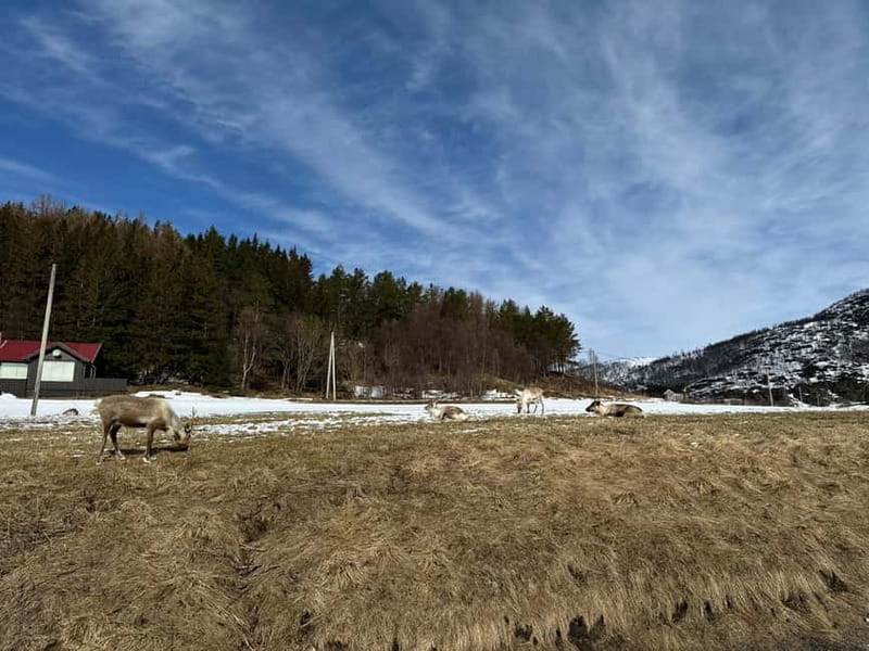 Fjord Foto Tour to Sommaroy (Roadtrip) - Key points to know before booking