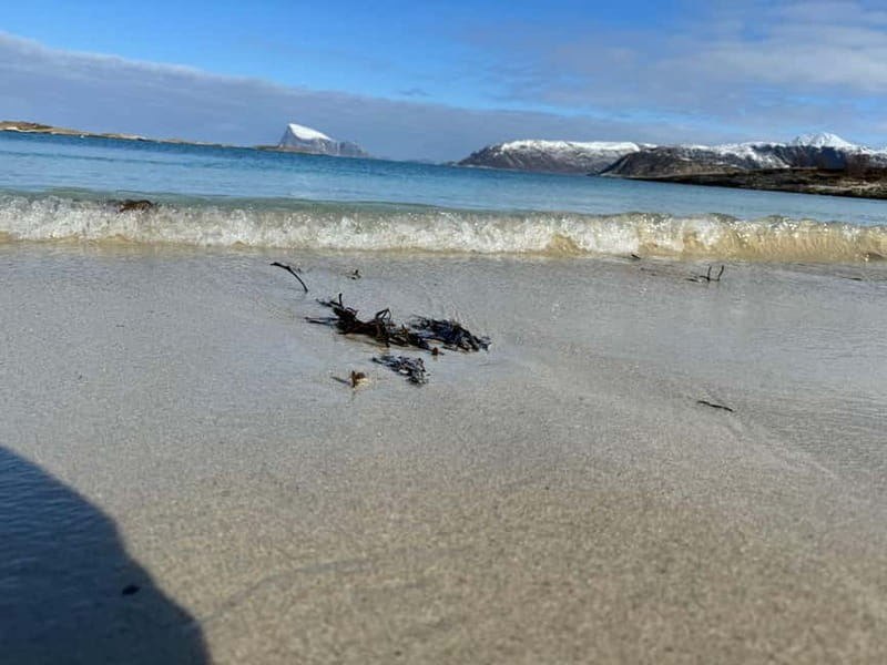 Fjord Foto Tour to Sommaroy (Roadtrip) - Arctic wildlife: possible sightings, no guarantees