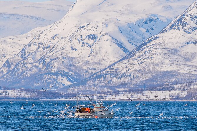 Fjord Safari in the Altafjord - Wildlife watching, with no promises