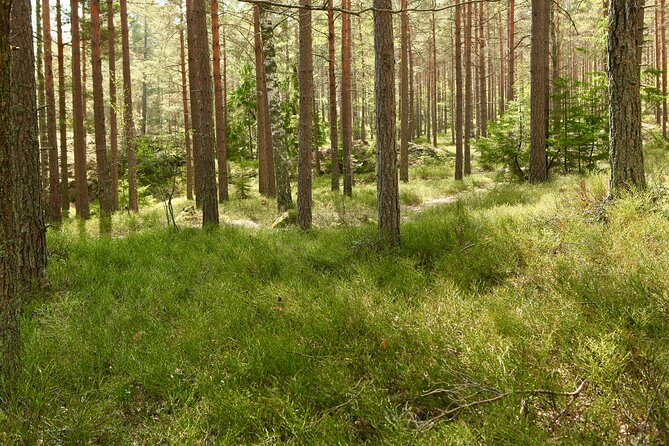 Forestbathing Slow Walking and Healing Spring Water, Stockholm - What the $213.27 price really buys