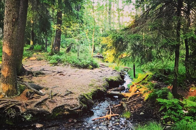 Forestbathing Slow Walking and Healing Spring Water, Stockholm - Practical details before you book