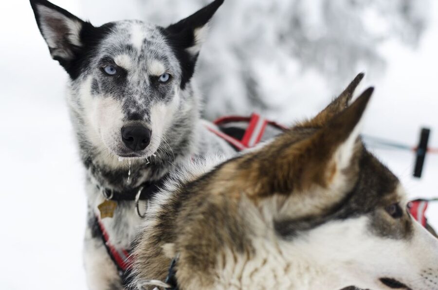 From Abisko: Dog Sledding Excursion to Kiruna with Fika - A husky ride with the work taken care of
