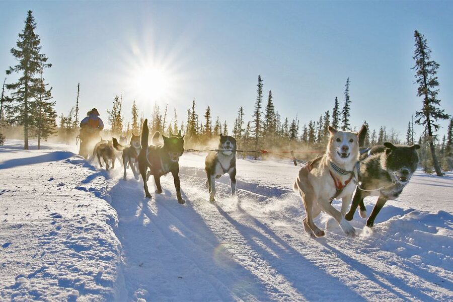 From Abisko: Dog Sledding Excursion to Kiruna with Fika - Fire, fika, and time with the dogs