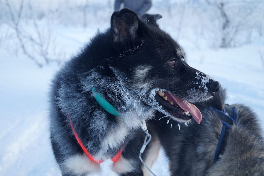 From Abisko: Dog Sledding Excursion to Kiruna with Fika - Who will get the most from this outing