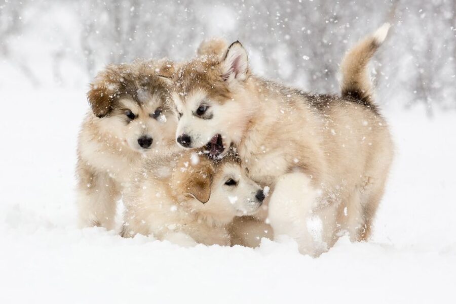 From Abisko: Dog Sledding Excursion to Kiruna with Fika - From Abisko to the camp near Kiruna