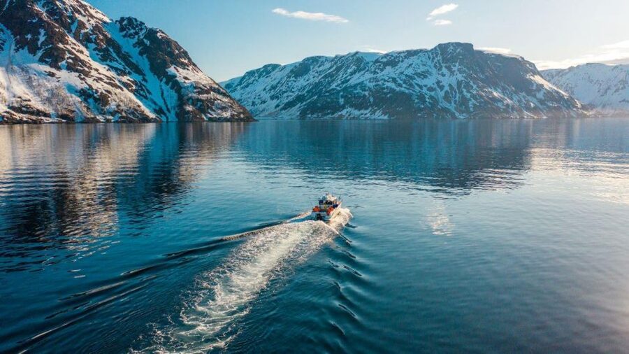 From Alta: Adventure Cruise in Alta Fjord - Birds, porpoises, and the chance of whales