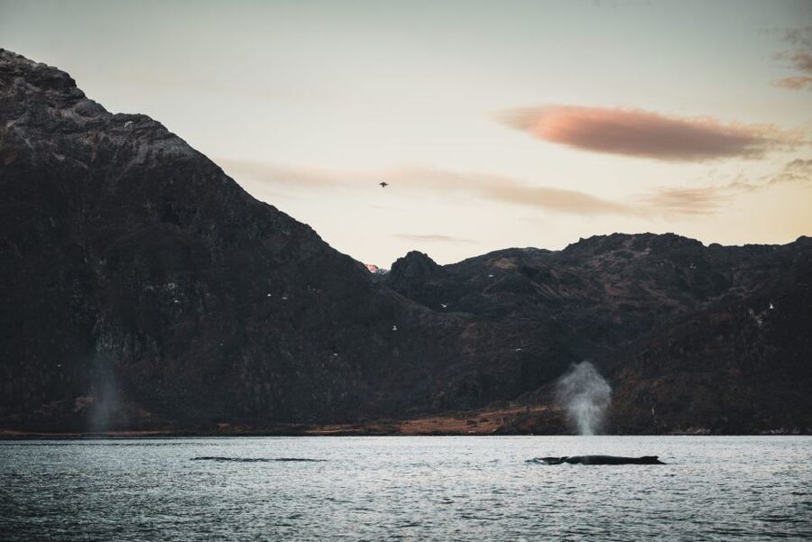 From Alta: Small Group Whale Watching by RIB - Why winter is the right season for this trip