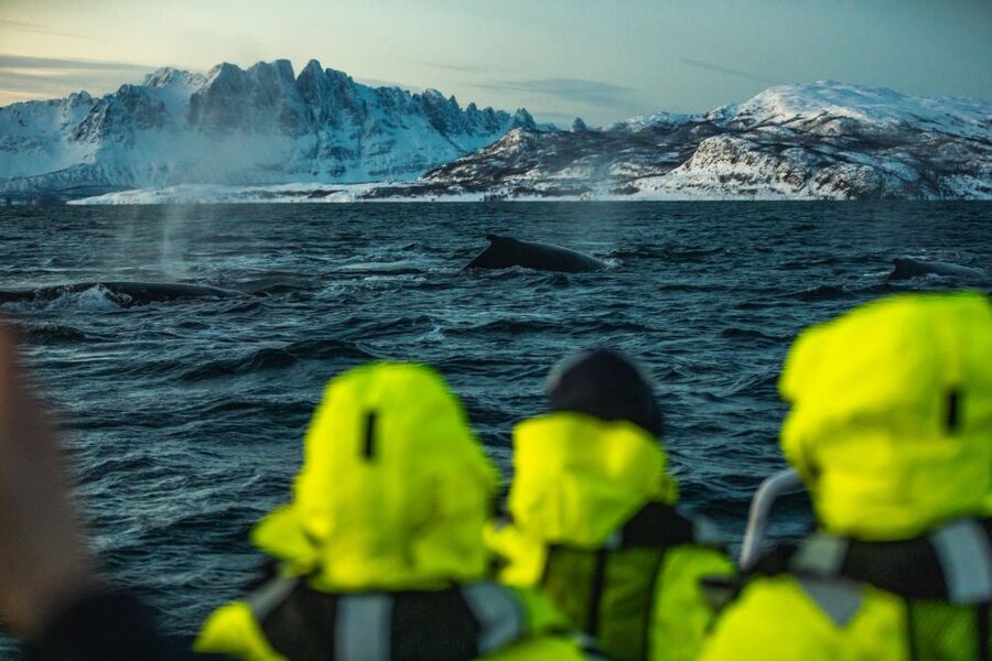 From Alta: Small Group Whale Watching by RIB - Searching for humpbacks, orcas, and fin whales
