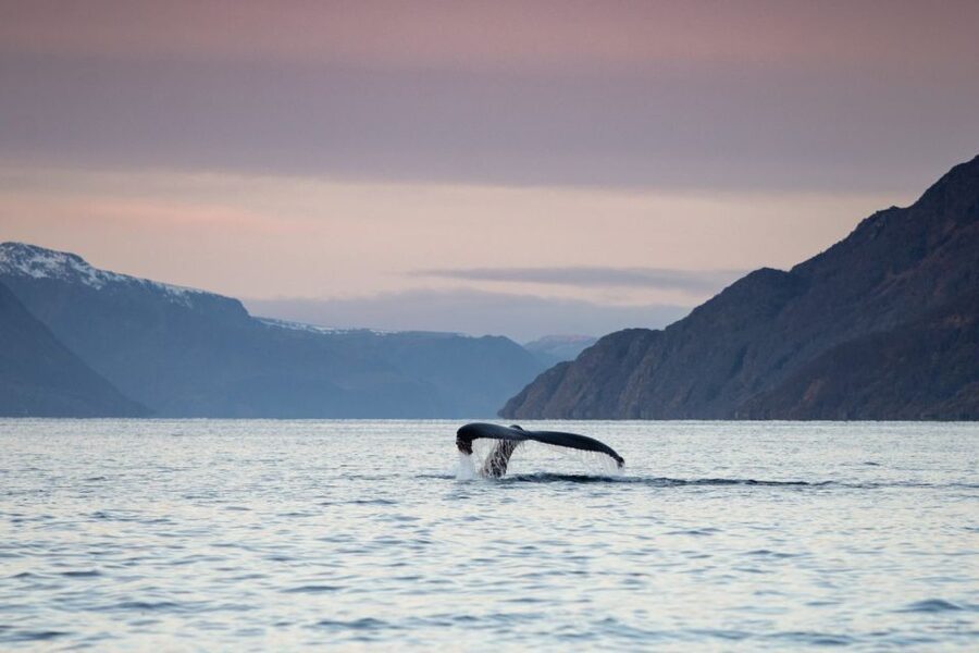 From Alta: Small Group Whale Watching by RIB - The winter weather and changing boat plans
