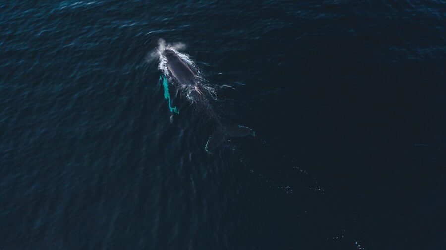 From Alta: Small Group Whale Watching by RIB - How to prepare for the best possible outing