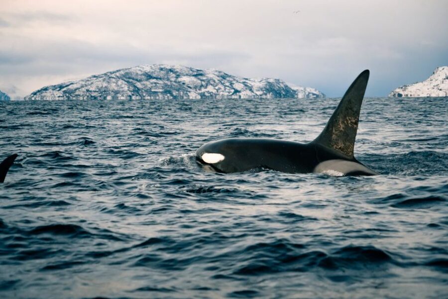 From Alta: Small Group Whale Watching by RIB - Meeting at Æventyr in Alta