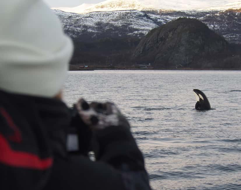 From Alta: Small group Whale watching - Why Alta is a good base for a winter whale trip