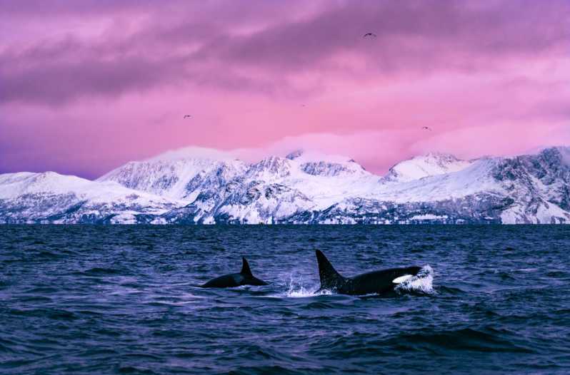 From Alta: Whale and Seabird Cruise - Alta Fjord, herring, and the whale hunt
