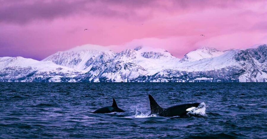 From Alta: Whale and Seabird Cruise - Finding whales in cold, shifting weather